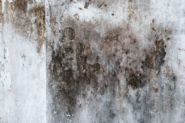 Best Mold Remediation for Healthcare Facilities  in Winter Garden, FL