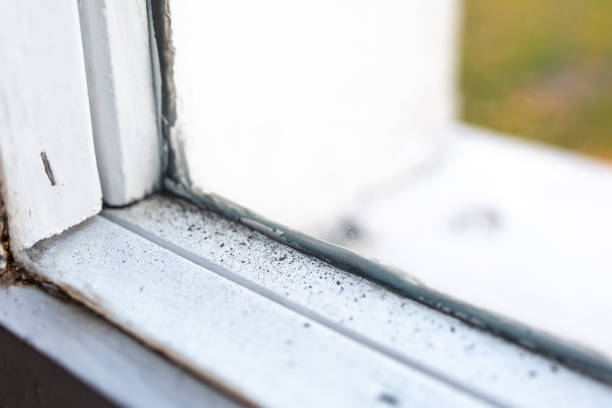 Best Emergency Mold Remediation  in Winter Garden, FL